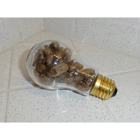 Glass Lightbulb Jar full of 27 Cicada Skins oddity curiosity goth taxidermy - Picture 16 of 16